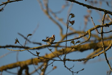 Szczygieł (Carduelis carduelis) siedzący na gałęzi drzewa w ciepłym świetle słońca © Joanna