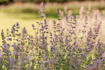 Obraz premium Beautiful blooming lavender fields in a scenic Prague park, vibrant purple flowers texture, concept of organic cosmetics, aromatherapy, summer relaxation and natural beauty, Prague, Czech Republic