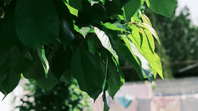 Lush green spring leaves on tree branches with a beautiful play of sunlight and shadows. This is high-quality footage in high resolution with a good bitrate, perfect for nature backgrounds.