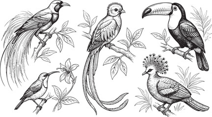 Fototapeta premium Exotic tropical bird collection asset set, vintage hand-drawn vector engraving illustration of flamingo, parrot, and jungle wildlife avian bundle.