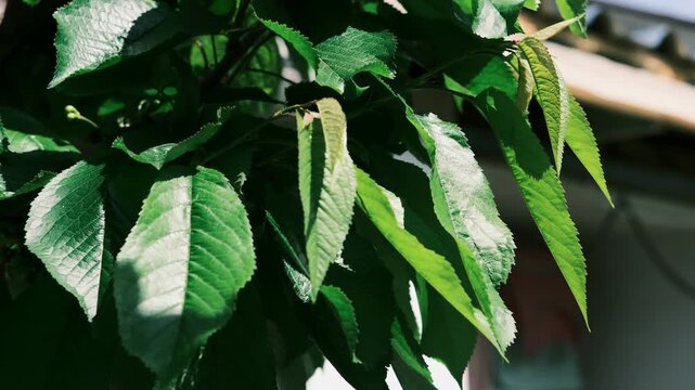 Lush green spring leaves on tree branches with a beautiful play of sunlight and shadows. This is high-quality footage in high resolution with a good bitrate, perfect for nature backgrounds.