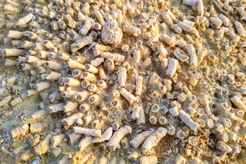 Close up of ancient fossilized coral reef structures on salt lake shore. Abstract natural texture of prehistoric marine fossils in limestone rock. Cyprus. © Vlad Rakin