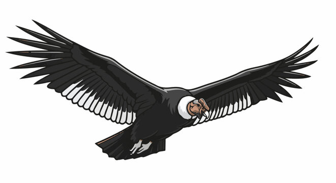 A large black condor with outstretched wings and white markings in flight against a white background