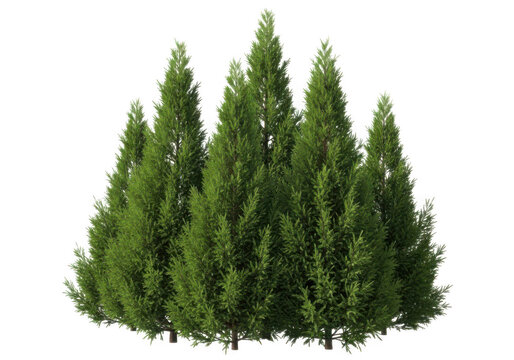 Group of small evergreen cedar trees with lush green foliage isolated transparent png.
