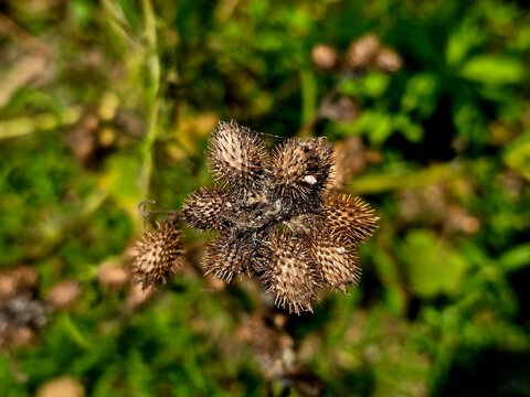 Close-up view of Xanthium strumarium, commonly known as rough cocklebur, common cocklebur, clotbur, or Siberian cocklebur, showing its distinctive spiny burr fruits and wild plant structure. 