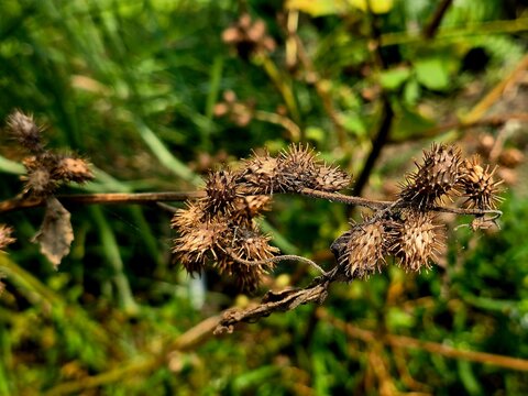 Close-up view of Xanthium strumarium, commonly known as rough cocklebur, common cocklebur, clotbur, or Siberian cocklebur, showing its distinctive spiny burr fruits and wild plant structure. 