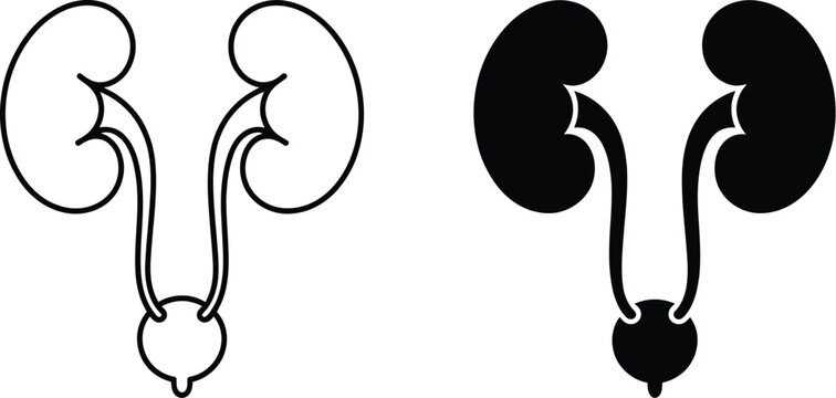 Human urinary system, clean medical line art of urinary organs for biology learning clinical training and anatomical reference design.