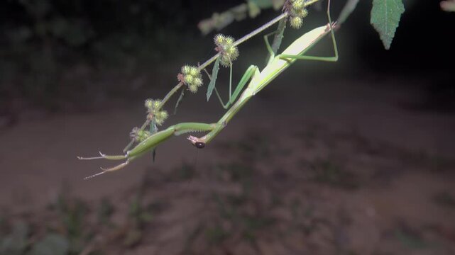 Black-eyed mantis in coastal forest, mangoes of the Andaman Sea, Thailand