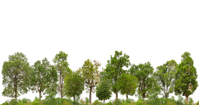 Cutout tree line. Forest and green foliage in summer. Row of trees and shrubs isolated on transparent background. Forest scape. High quality clipping mask