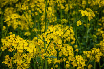 Fototapeta premium Field of Bright Yellow Flowers Blooming in Spring Under a Clear Sky During Daylight Hours in a Rural Area
