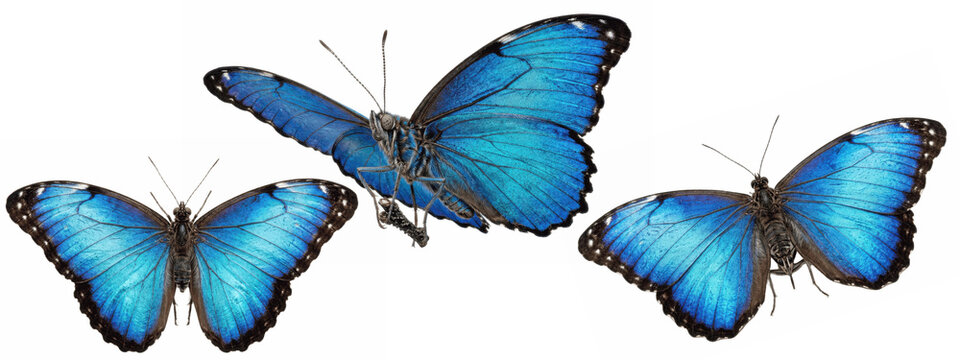 A Set of bright blue butterfly PNG collection, realistic morpho wings in various angles for fantasy art, cards, stickers, branding elements, classroom and home decor


