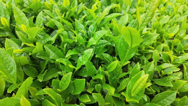 Close up of tender green tea leaves