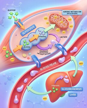 Cellular Glucose Metabolism Diagram Visualizing Energy Production, Glycolysis, Anaerobic Pathways, and Liver's Gluconeogenesis