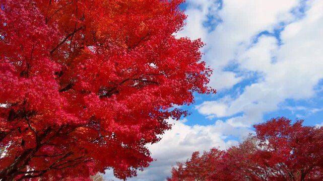 真紅の紅葉と青空