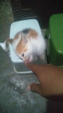 Cute calico kitten sniffing and biting a person's finger while sitting on a small plastic stool