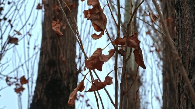 Dry poplar leaves moving in wind against tree trunks in late autumn. Static outdoor nature scene with brown foliage and soft daylight.