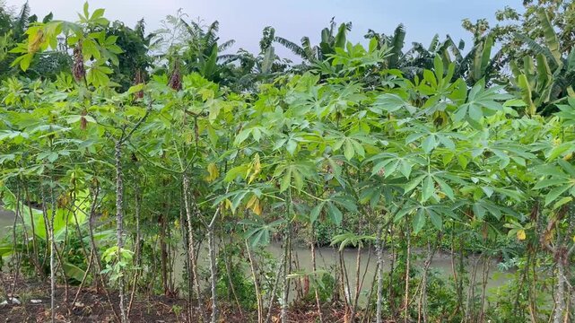 Green Cassava Plantation in Rural Farm Field