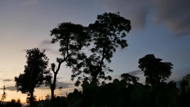 Serene Silhouette of Tropical Trees and Flying Bird Against Beautiful Dusk Sky at Twilight