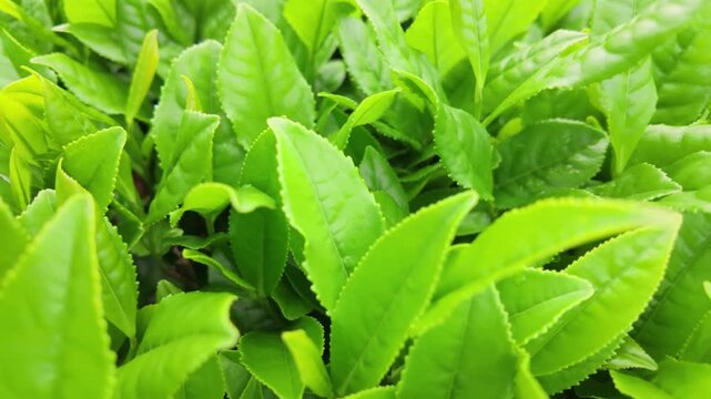 Close up of tender green tea leaves