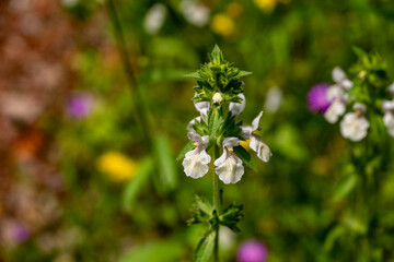 Obraz premium Stachys recta, commonly known as stiff hedgenettle or perennial yellow-woundwort, is herbaceous perennial plant of the family Lamiaceae. Stachys floridana is a species of betony in the mint family, La