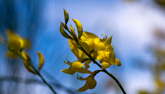 Spartium junceum, known as Spanish broom, rush broom, or weaver's broom, it is a species of flowering plant in the family Fabaceae and the sole species in the genus Spartium. It is closely related to 