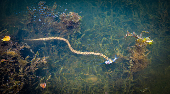 Dice Snake (Natrix tessellata) Catching and Eating a Fish Underwater in a Clear River
