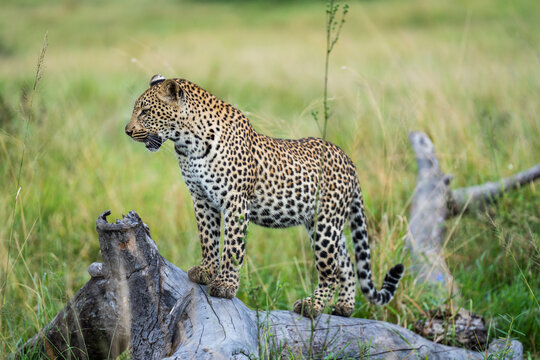 A young female leopard standing on a dead tree lying on the ground in the lush grassland, Sabi Sands Game Reserve. 