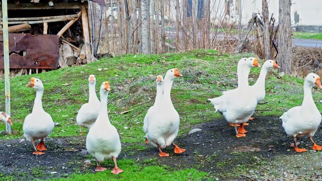 White geese walking together and honking in rural village yard. Outdoor countryside scene with farm birds moving on grass and dirt ground.