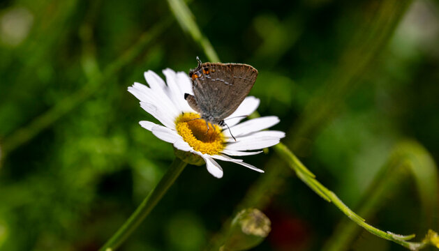 Chamomile or camomile is the common name for several daisy-like plants of the family Asteraceae. Two of the species, Matricaria chamomilla and Chamaemelum nobile, are commonly used to make herbal infu