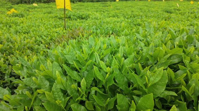 Green tea garden tea real shot materials