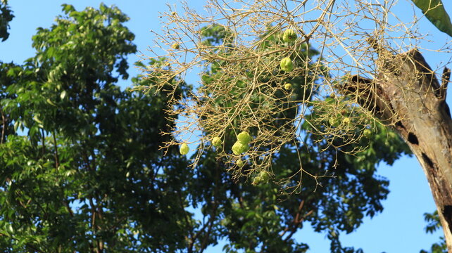 Teak trees that grow in the middle of the forests of Java, Indonesia are flowering