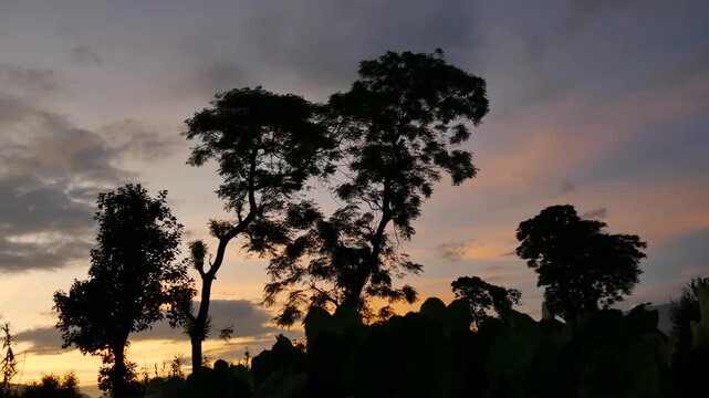 Serene Silhouette of Tropical Trees and Bird Flying off Against Dramatic Orange Golden Sunset Sky