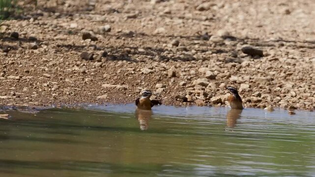 whinchats (Saxicola rubetra) in the puddle on the road