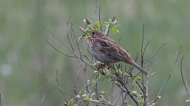 Corn bunting (Emberiza calandra) singing