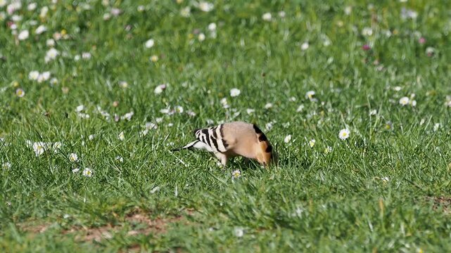 Eurasian hoopoe (Upupa epops) on the grass