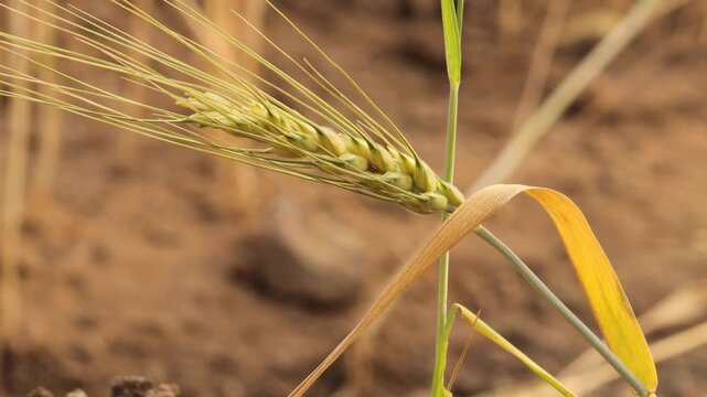 Golden Wheat Ear Close-Up in Sunny Field. Single Ear of Wheat Growing on Soil Background. Detail of Cereal Plant in Agricultural Cultivation. Ripe Wheat Head Against Blurred Earthy Background