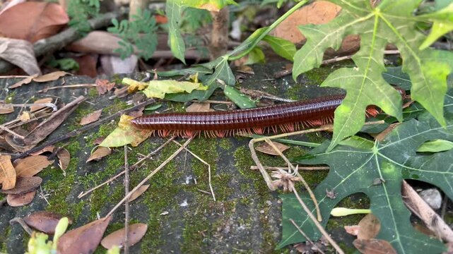 Giant millipede crawling across mossy concrete and dry leaves