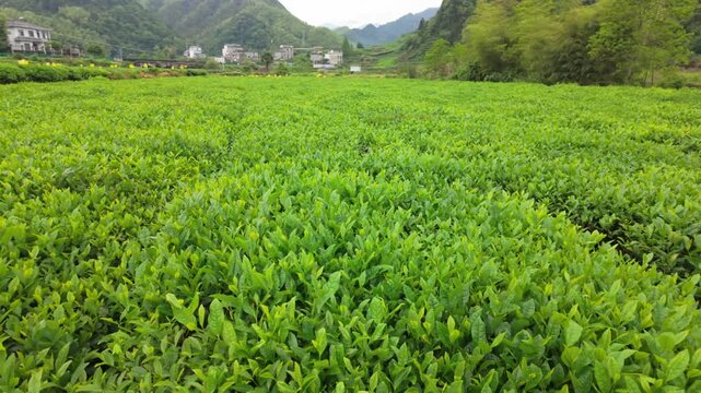 Green tea garden tea real shot materials