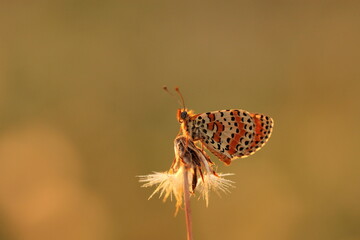 una farfalla melitaea su un fiore di dente di leone al tramonto © Simona
