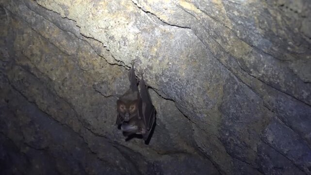 Probably lesser false vampire bat (Megaderma spasma) in a grotto in the mountainous regions of northern Thailand. Mating games