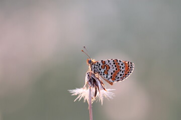 una farfalla melitaea su un fiore di dente di leone al tramonto © Simona