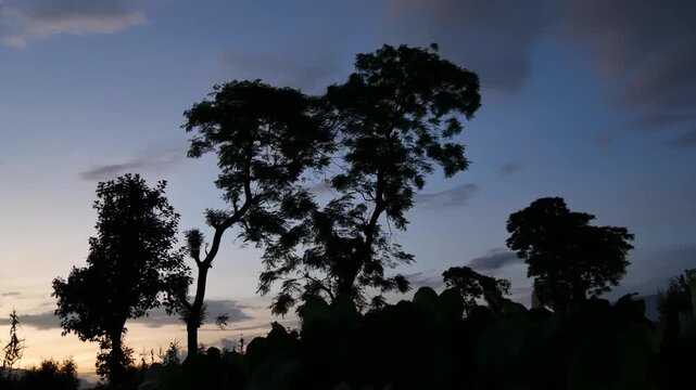 Timelapse of Tropical Tree Silhouettes Against Sky Transitioning from Golden Sunset to Blue Dusk