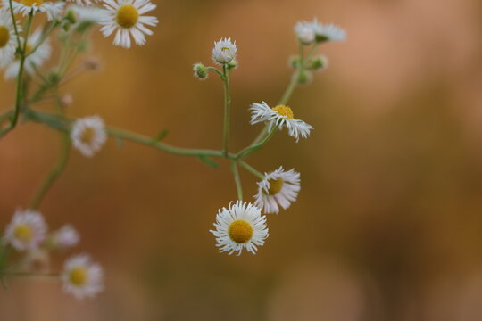 fiori di erigeron in autunno al tramonto