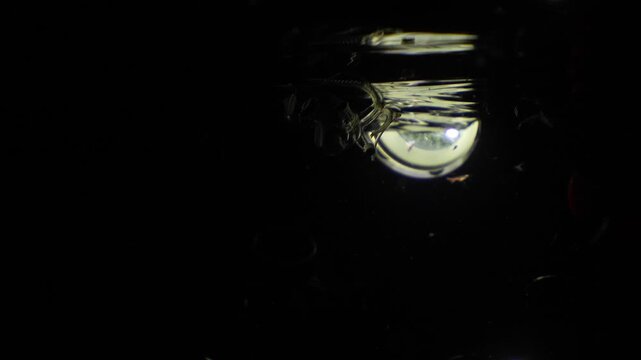 Transparent glass squid floating near the surface with a crab larva and backlight during a blackwater dive with plankton