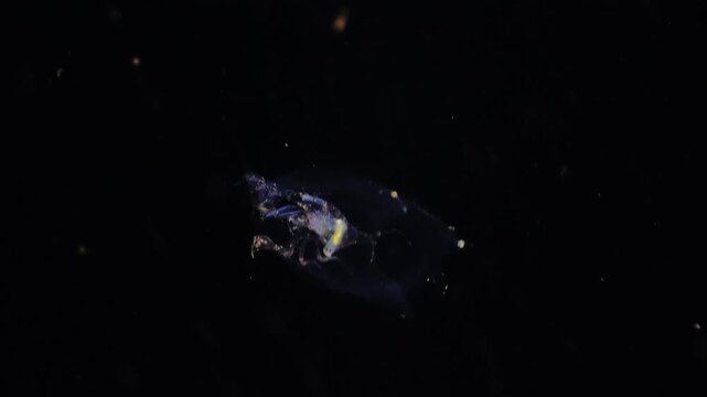 Close-up showing a Phronima amphipod inside its translucent barrel house, shifting from swimming behavior to resting motionless in the pitch black open ocean at night.