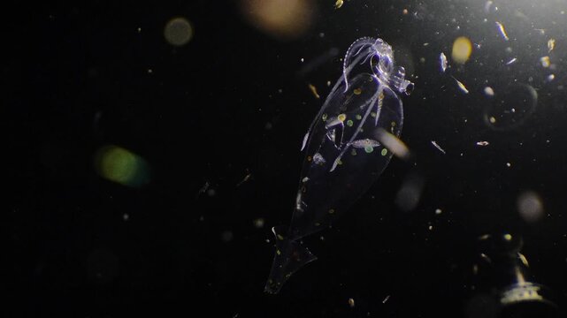 Strange glass squid with a powerful backlight showing glowing plankton and developing colorful spots on its mantle during a blackwater dive