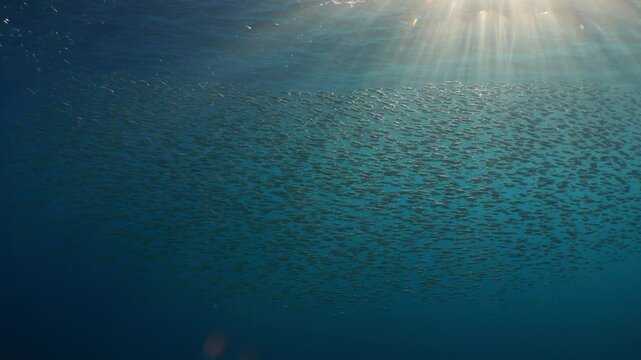 A large school of tiny fish larvae swims through the blue water in a cinematic backlit shot, with bright sunbeams filtering down from the surface