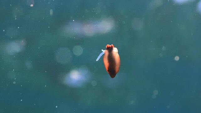Close up of anemone larva floating in open ocean with bokeh in slowmotion