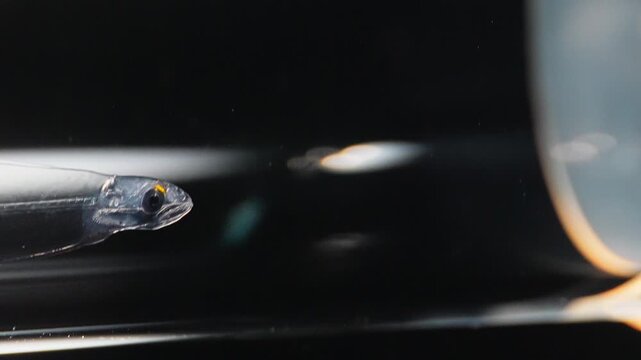 Lateral macro of a Muraenidae leptocephalus larva within a glass specimen container, showing buccal pumping behavior and distinct yellow pigmentation in the ocular iris