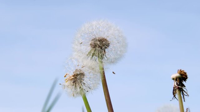 A close-up of a fluffy dandelion clock swaying in a soft breeze during a bright summer day. The delicate seeds are highlighted against a clear, pale blue sky.